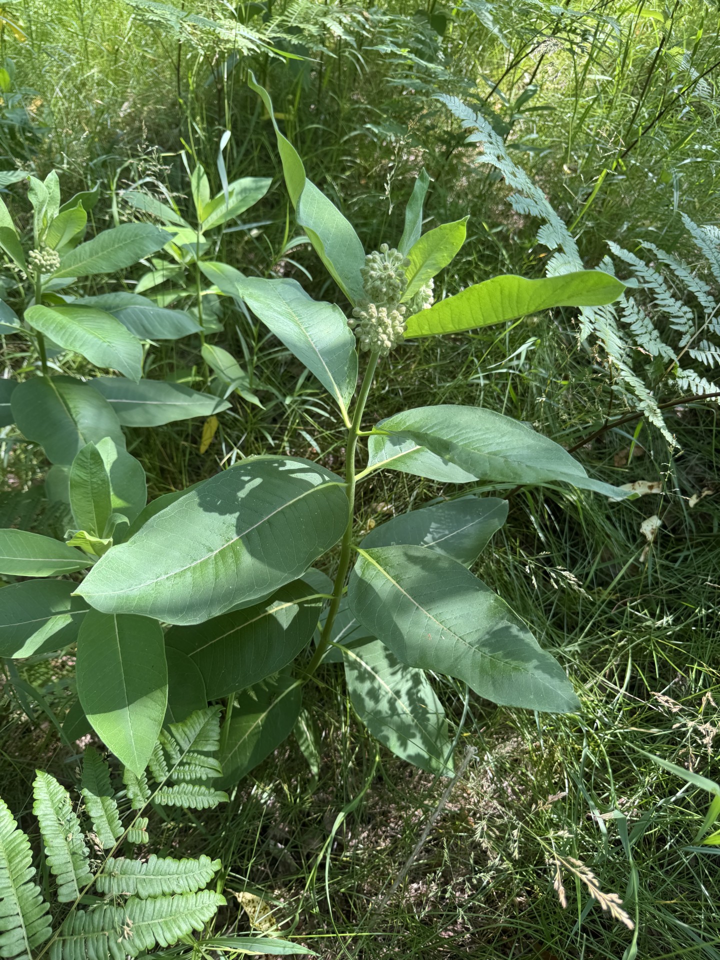 Mature milkweed growing at the waystation