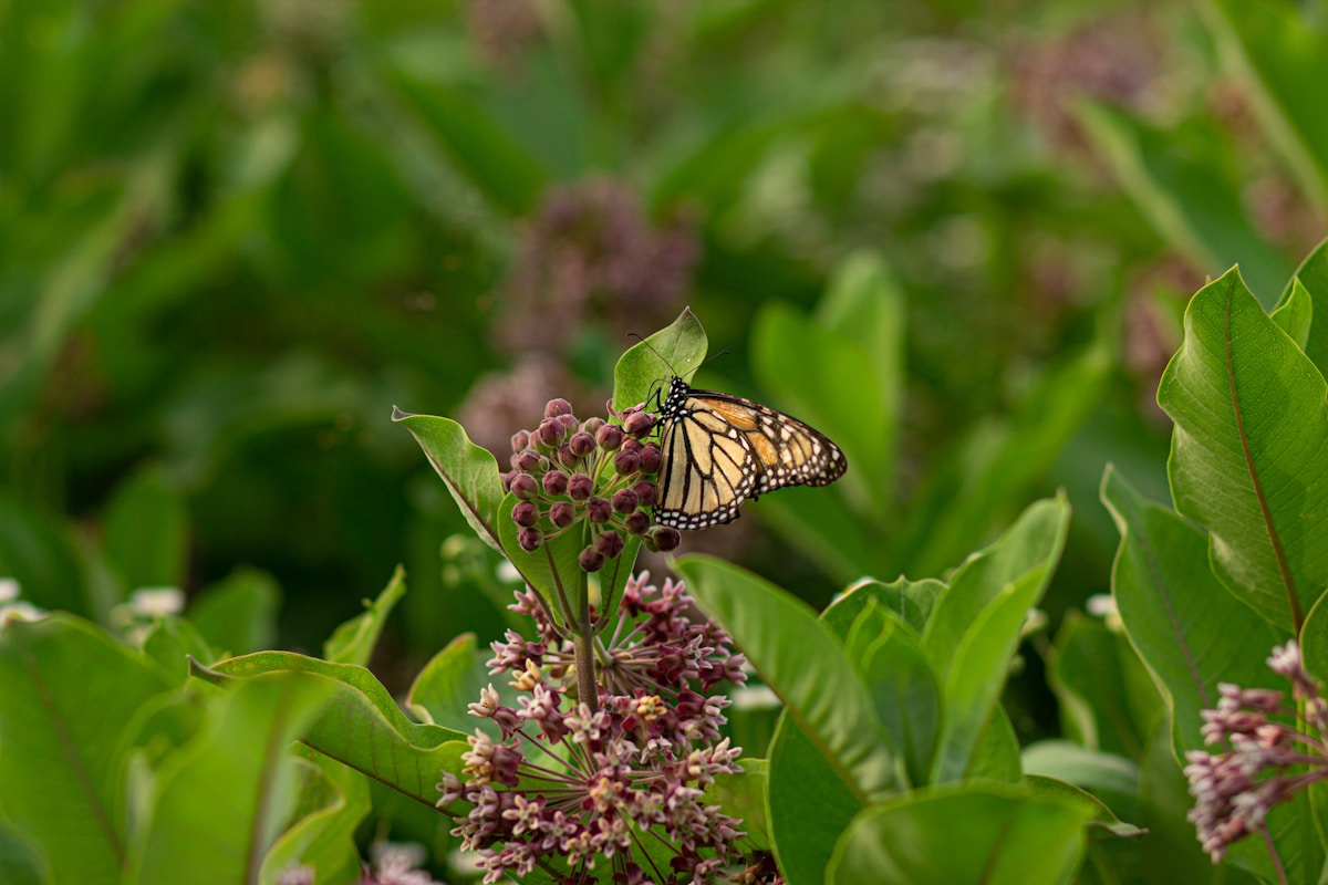 Monarch butterfly on milkweed