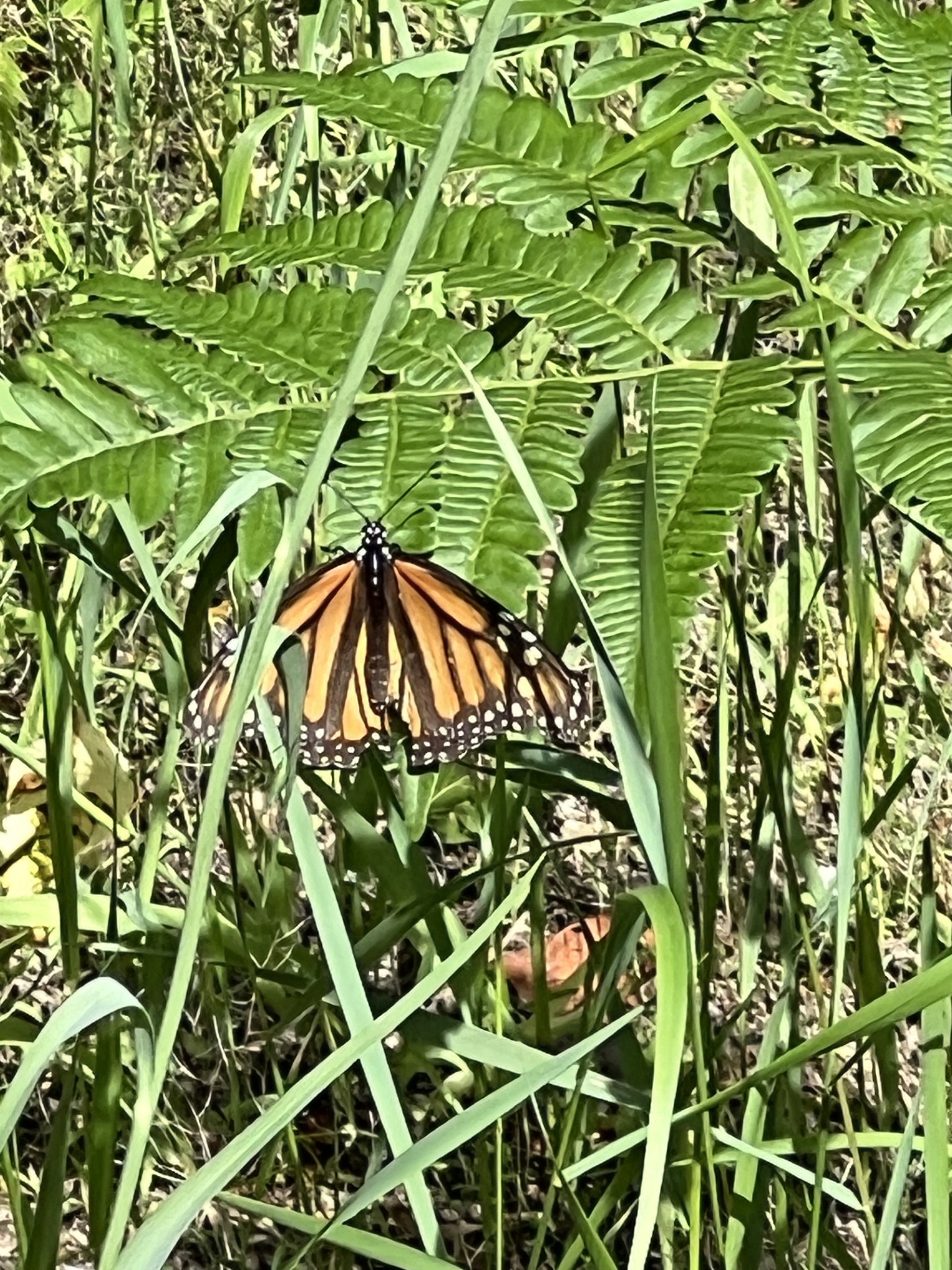 Monarch butterfly resting on fern